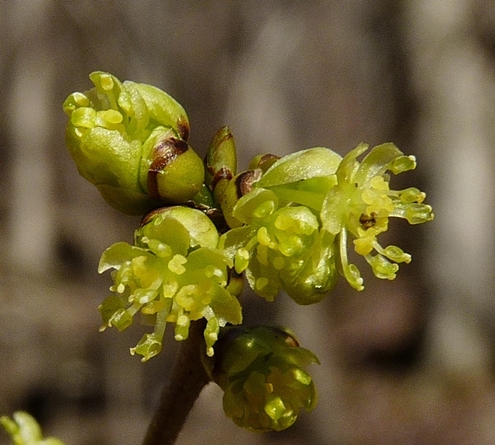 {Lindera benzoin}